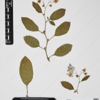 CIP 761353_OCH 11929_04.jpg