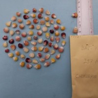 CIMMYTMA 7942 - Reference inventory.jpg