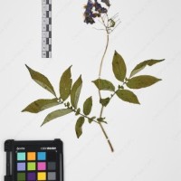 CIP 765722_RPSP 034_05.jpg