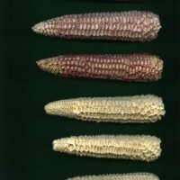 CIMMYTMA 938 NICA 110 AF18A-0903-82 C.jpg