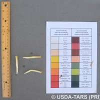 6.6.2 - Compound tepal basic colour
