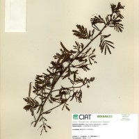 9462 herbarium