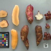 CIP 205002 (root).jpg