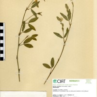 9151 herbarium