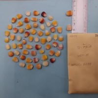 CIMMYTMA 7817 - Reference inventory.jpg