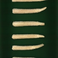 CIMMYTMA 27165 BRAZ PR028 AF22A-0903-141 C_compress.jpg