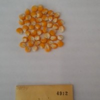 CIMMYTMA 4912 - Reference Inventory.jpg