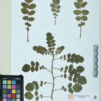 CIP 760495 herbarium