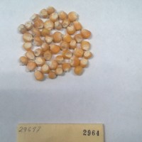 CIMMYTMA 2964 - Reference Inventory.jpg