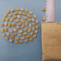 CIMMYTMA 8150 - Reference inventory.jpg