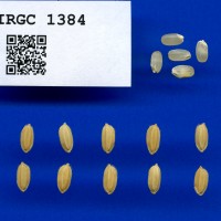 IRGC 1384 Seed Photo