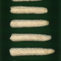 CIMMYTMA 7038 NAYA 161 PV22A-1903-183 C3510 _compress.jpg