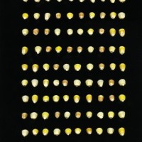 CIMMYTMA 27848 GUAT 1472 TC24U-2903-297 K.jpg