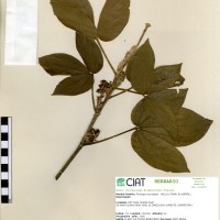 21991 herbarium