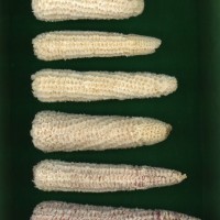 CIMMYTMA 5163 GUAT 62 AF19A-0903-25 C.jpg