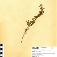 8497 herbarium