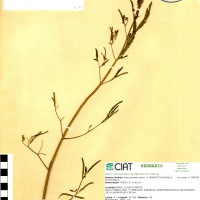 8249 herbarium