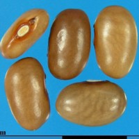 G16837 seed.jpg