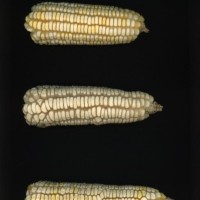 CIMMYTMA 6140 BRAZ 1719 AF22A-0903-73 E_compress.jpg