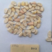 CIMMYTMA 2013 - Reference Inventory.jpg