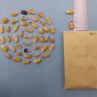 CIMMYTMA 7577 - Reference inventory.jpg