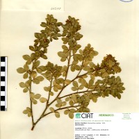 11588 herbarium