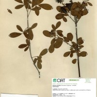 13661 herbarium