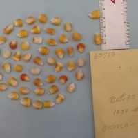 CIMMYTMA 6096 - Reference Inventory.jpg