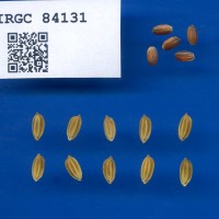 IRGC 84131 Seed Photo