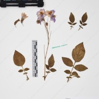 CIP 761450_OCH 12086b_01.jpg