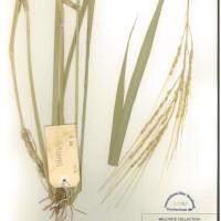 IRGC 106496 Herbarium