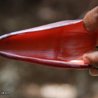 6.5.2 - Bract apex shape