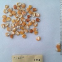 CIMMYTMA 1363 - Reference Inventory.jpg