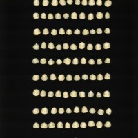 CIMMYTMA 7241 DURA 119 AF21A 0903 27 K2680 _compress.jpg