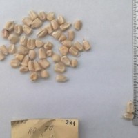 CIMMYTMA 384 - Reference Inventory.jpg