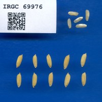 IRGC 69976 Seed Photo