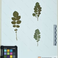 CIP 760526 herbarium
