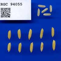 IRGC 94055 Seed Photo