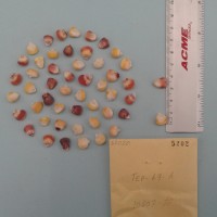 CIMMYTMA 5202 - Reference Inventory.jpg