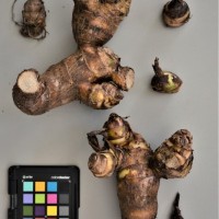 CIP 206011 (rhizome).JPG