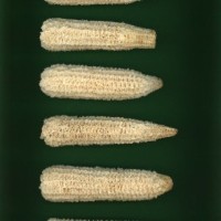 CIMMYTMA 21619 PAZM 09042 AF23A-0903-102 C.jpg