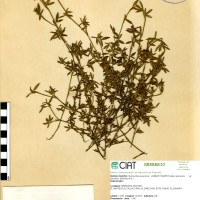 1542 herbarium