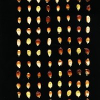 CIMMYTMA 24869 APUC 113 TC24U-2903-276 K.jpg