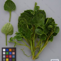 CIP 201010 Herbarium