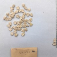 CIMMYTMA 688 - Reference Inventory.jpg