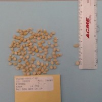 CIMMYTMA 29205 - Reference Inventory.jpg