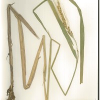 IRGC 88985 Herbarium