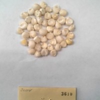 CIMMYTMA 3610 - Reference Inventory.jpg