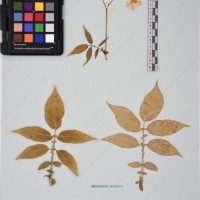 CIP 761070_OCHS 11297_14.jpg