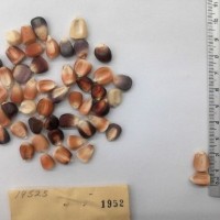 CIMMYTMA 1952 - Reference Inventory.jpg